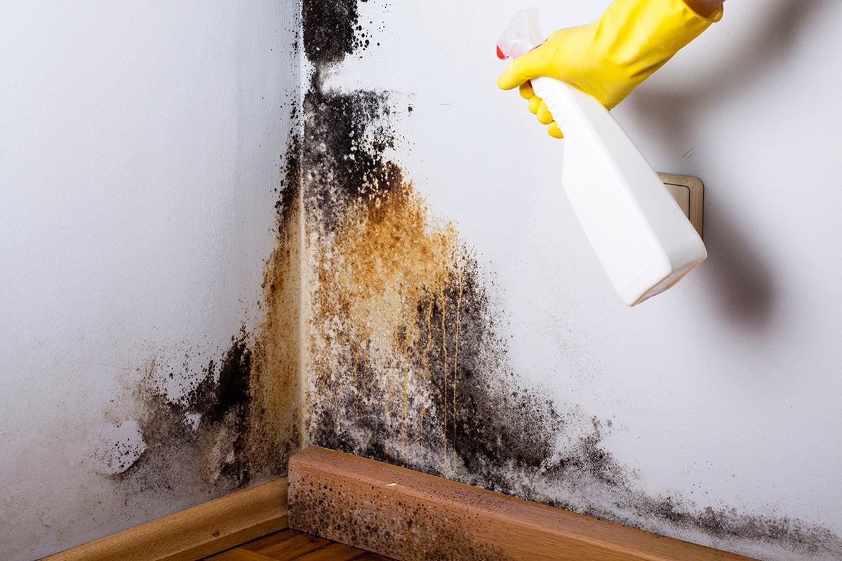 How to Ensure Mold Removal After Water Damage to Carpets?