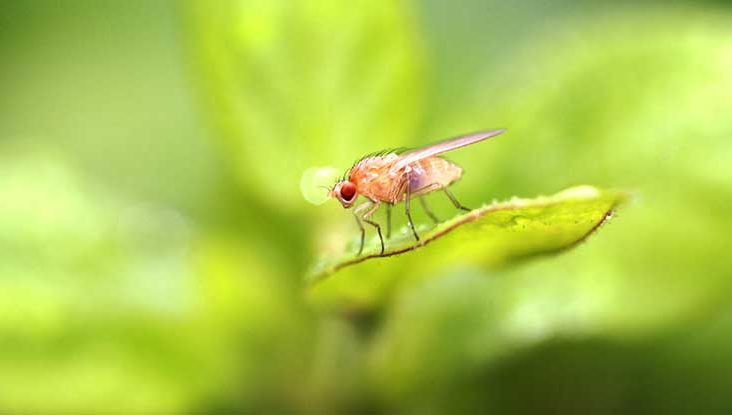 Fruit Flies In The House? Keep Them Away From Your House Plants With These Tips