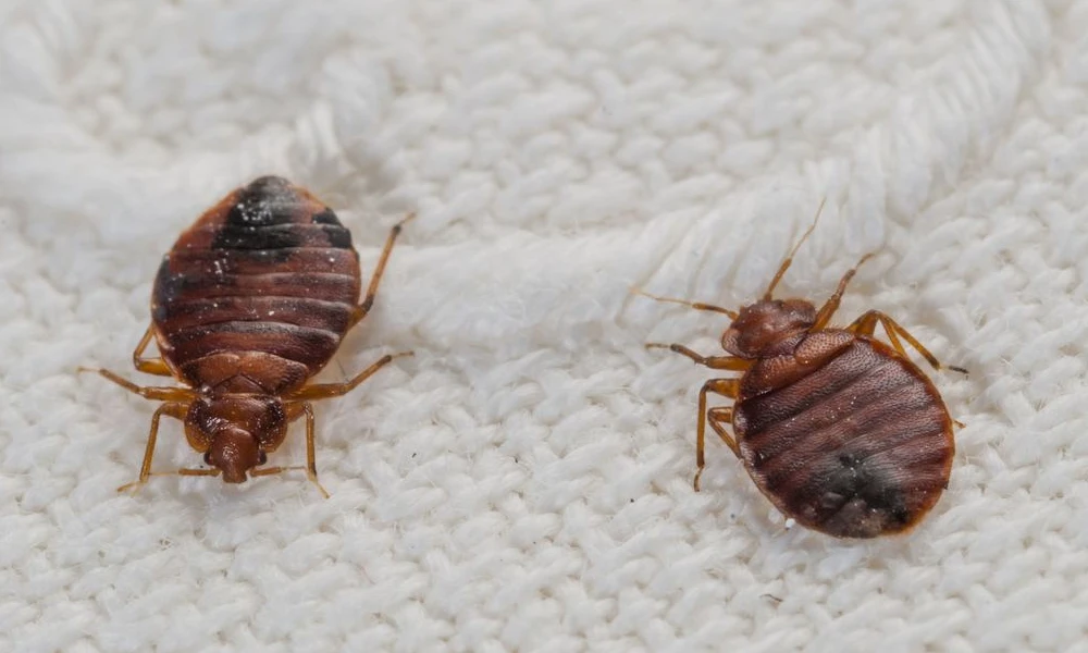 Advantages Of Thermal Remediation Over Traditional Methods For Bedbug Control
