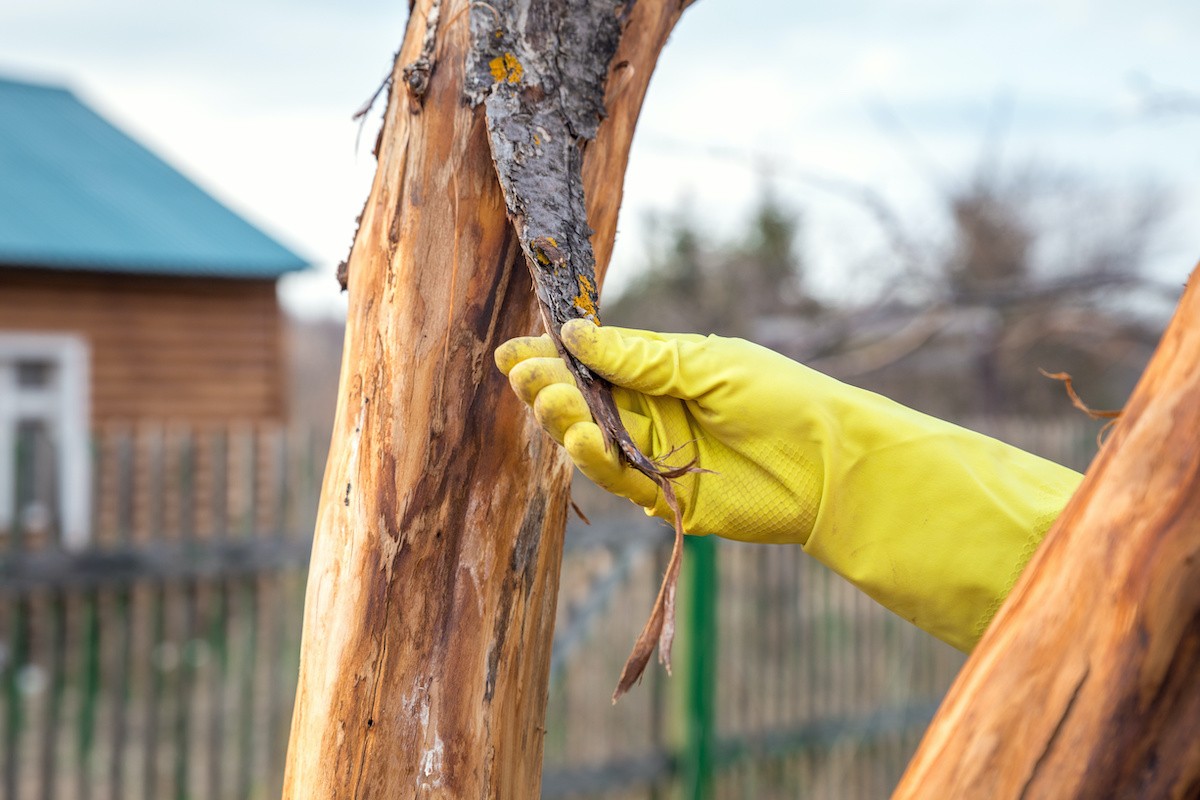 Tree Trouble? 5 Signs You Need Help Now!