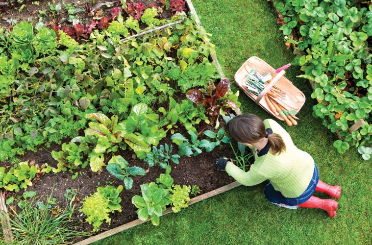 The Impact On Gardening Trends Of Branded Plants & Container Programs